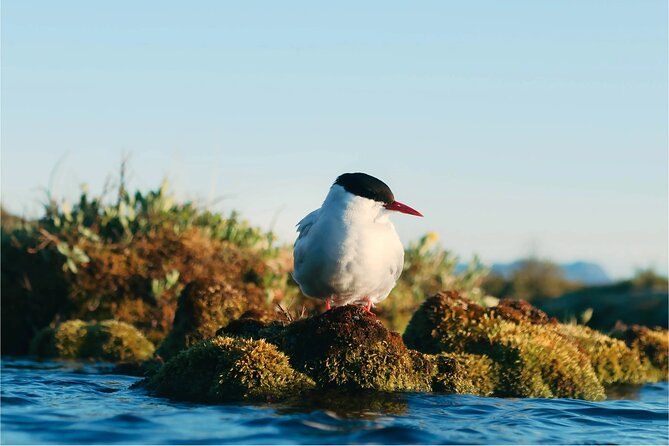An Arctic tern on a tussock beside the water