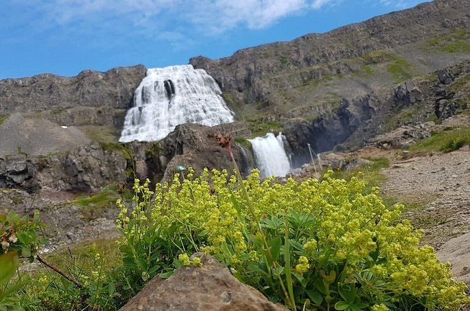 Dynjandi behind yellow summer flowers on the Arnarfjörður shore
