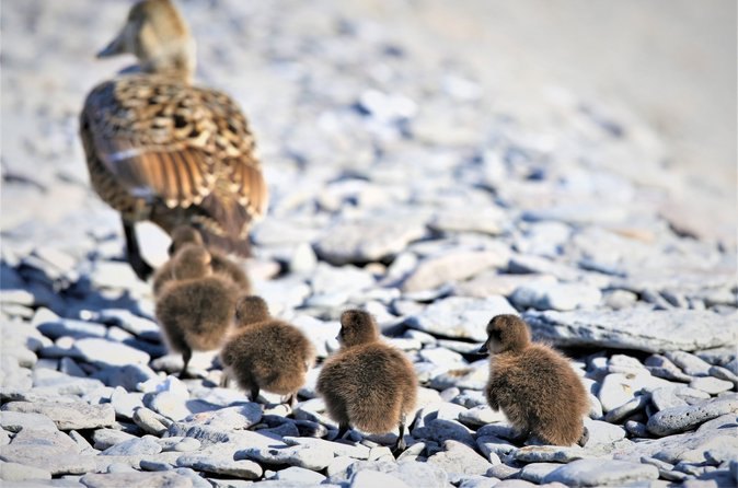 An eider duck and her ducklings on the shingle at Vigur Island