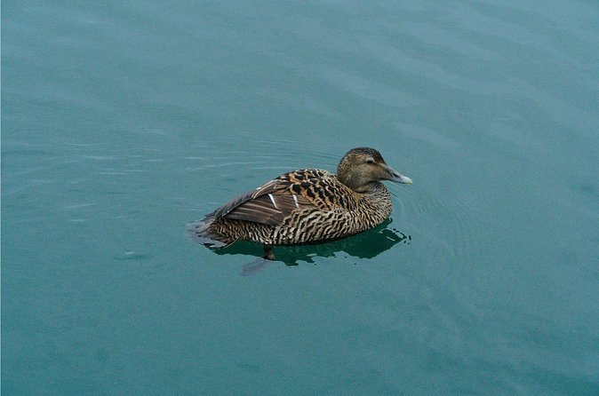 An eider duck on the clear shallows of the fjord