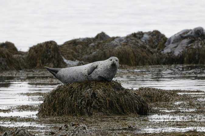 A harbour seal resting on seaweed at the edge of Ísafjarðardjúp