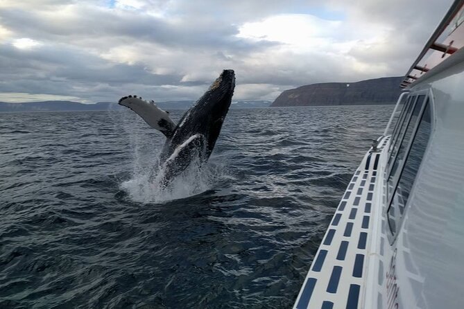 A humpback breaching alongside the whale-watching boat