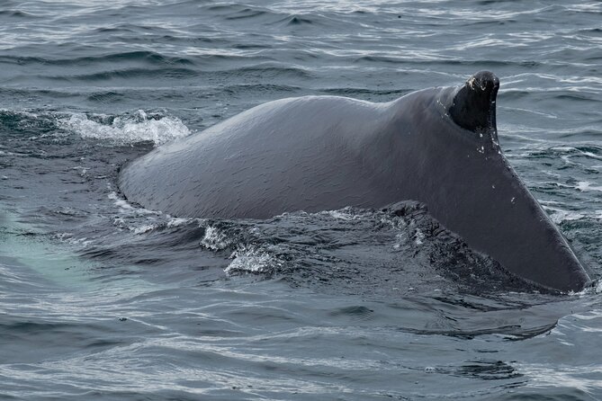 A humpback's back and dorsal fin as it surfaces