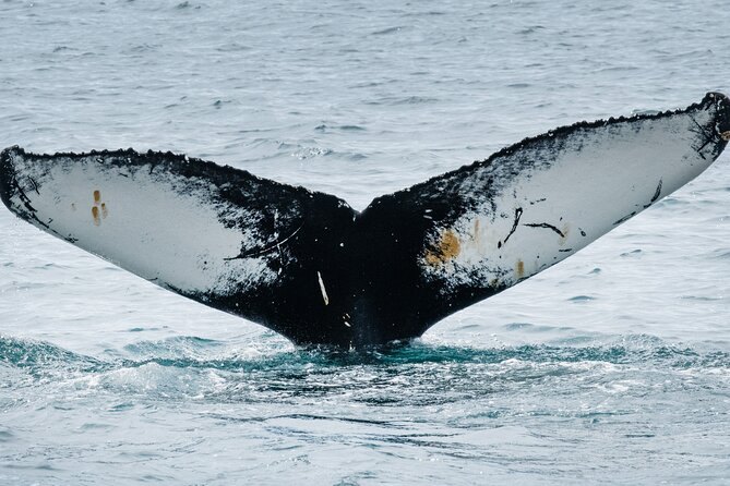 A humpback whale's fluke raised above the water in Ísafjarðardjúp