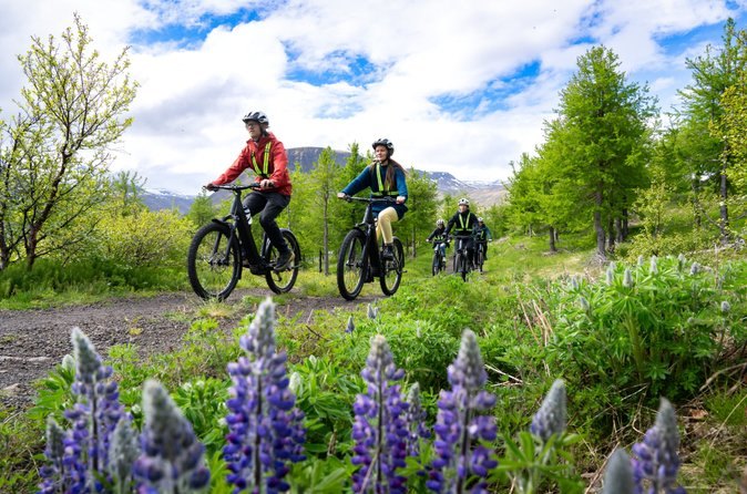 Riders on e-bikes among the summer lupins outside Ísafjörður