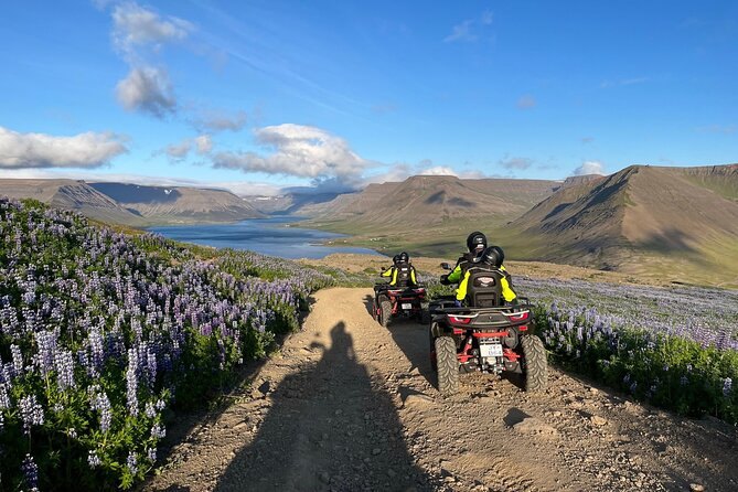 Quad bikes on a gravel track through Westfjords lupins
