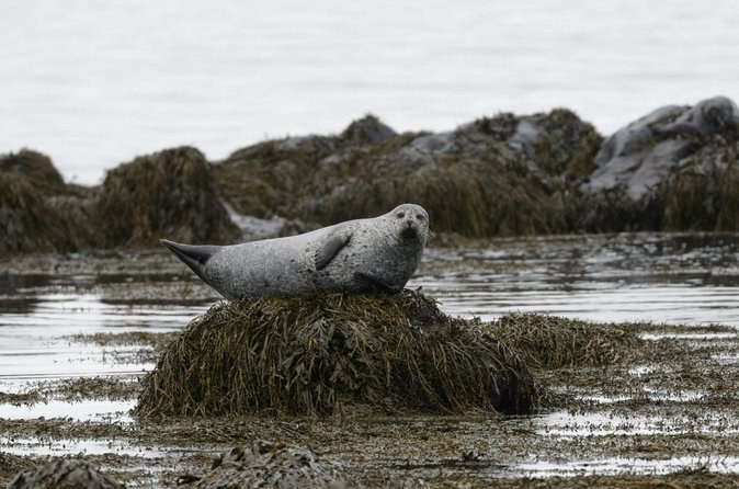 Seal Watching and Scenic Fjord Tour
