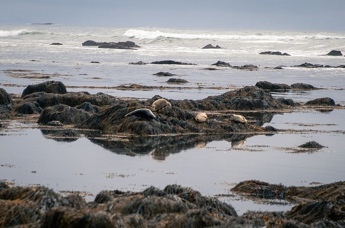 Seals hauled out on the seaweed rocks at Hvítanes