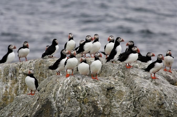 Vigur Island Tour with Return Boat Transfer