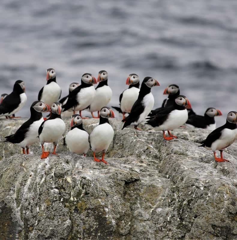 Vigur Island Tour from Isafjordur