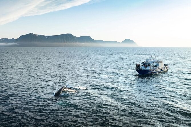 Whale Watching in the Westfjords from Isafjordur